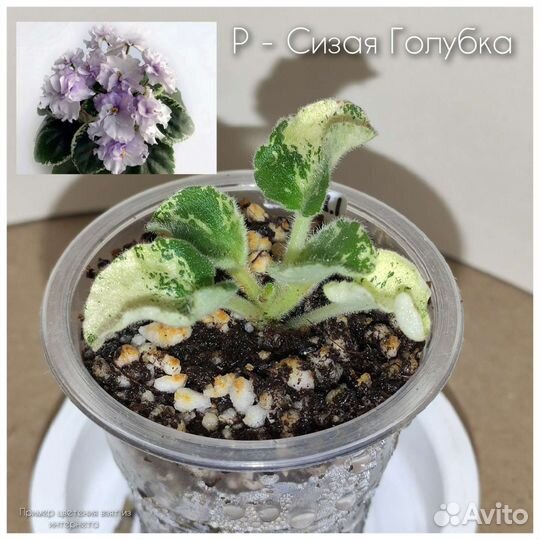 Детки сортовых фиалок