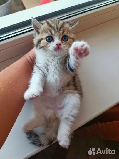 Британская (табби) кошечка