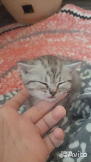 Шотландская вислоухая серебристая шиншилла