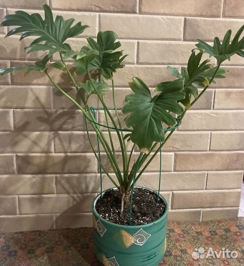 Филодендроны Грин энд голд. Сильвер квин, Ксанаду