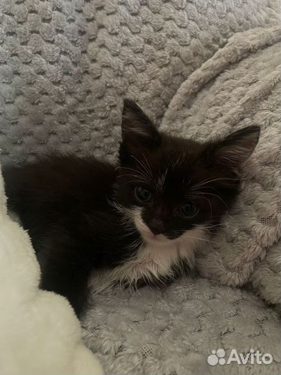 Котенок в добрые руки