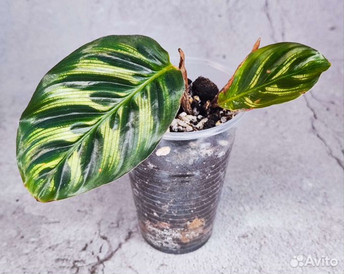 Комнатные растения алоказия, пеперомия прострата