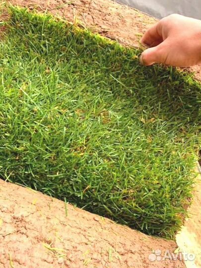 Рулонный газон