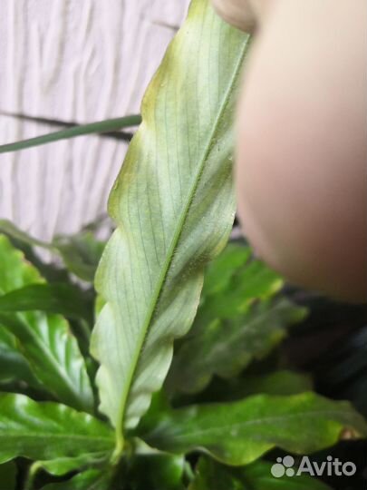 Калатея Руфибарба, Гузмания, Ктенанта