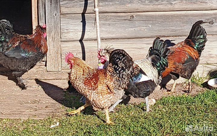 Молодые петухи