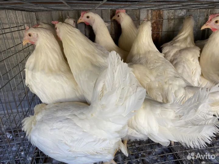 Куры молодки несушки