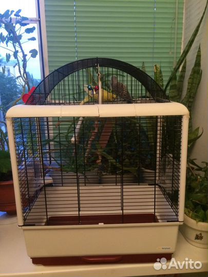 Клетка большая,читаем описание