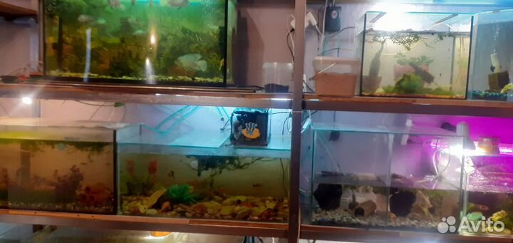 Аквариумные рыбки