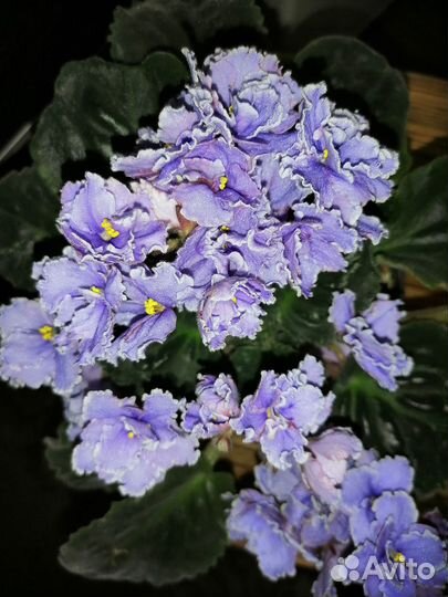 Сортовые фиалки