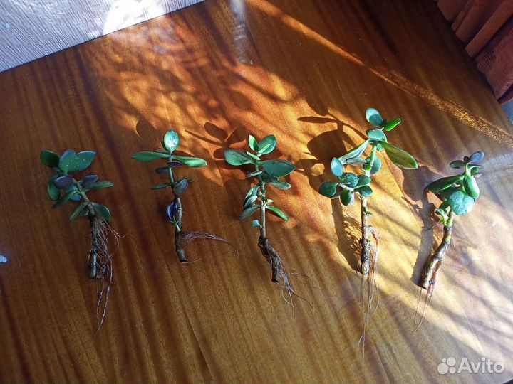 Толстянка. Гибискус