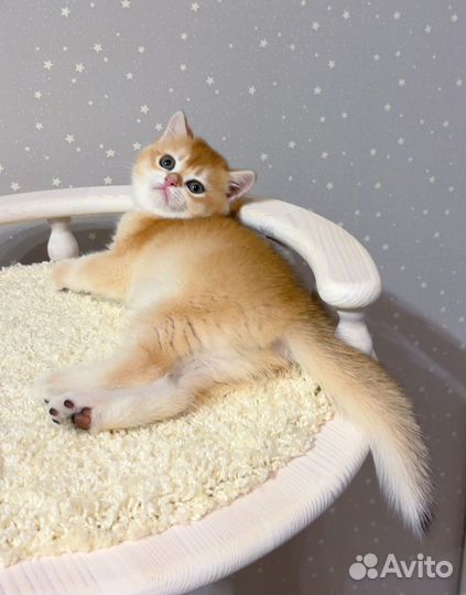 Британская золотая шиншилла