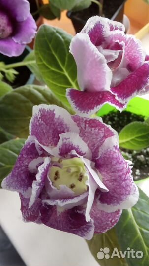 Глоксиния цветущая