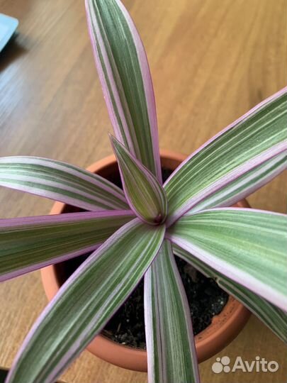 Традесканция рео