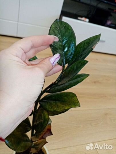 Спатифиллум,зебрина, замиакулькас, крассандра,рео