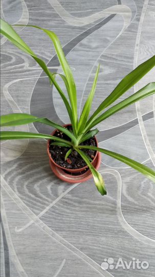 Фиалки, алоэ, сансевьера, хлорофитум