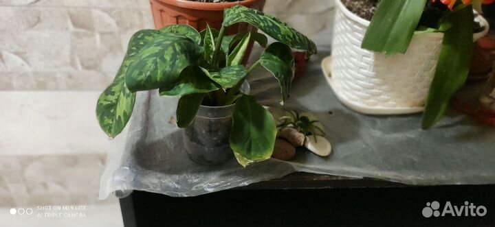 Хамелонема триколор камуфляж