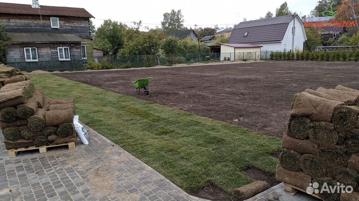 Рулонный газон Теневыносливый