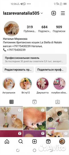 Брит. Котята золотая шиншилла