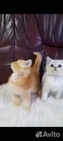 Шотландские котята