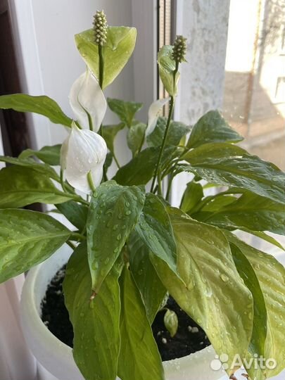 Спатифиллум