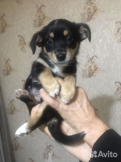 Щенки домашние