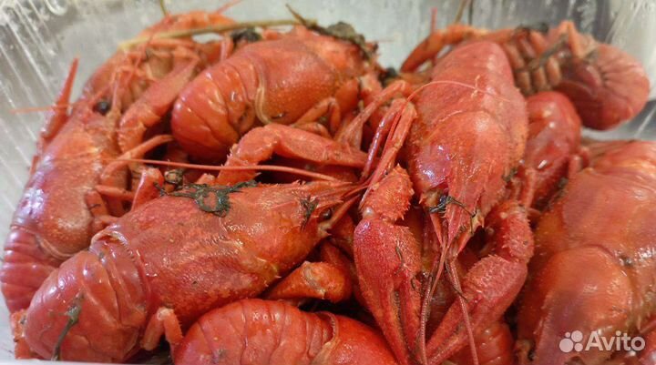 Продам живые раки