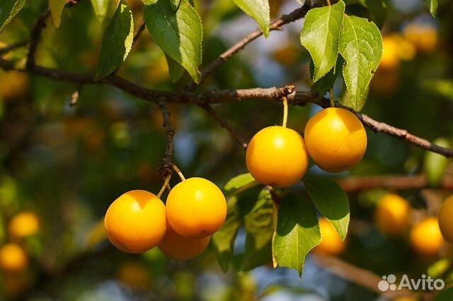 Саженцы алычи