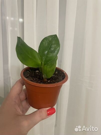 Замиокулькас