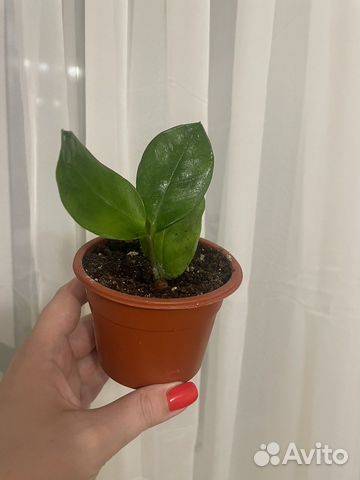 Замиокулькас