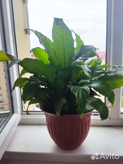 Спатифиллум