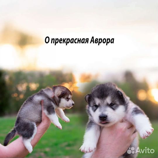 Аляскинский маламут щенки