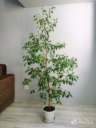 Фикус бенджамина большой
