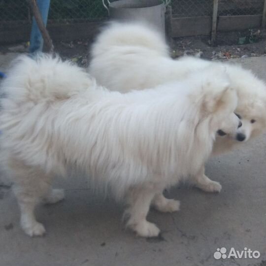 Шерсть самоеда
