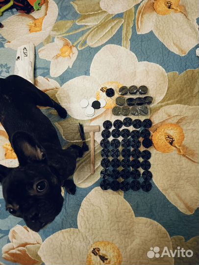 Вольер 24 секции