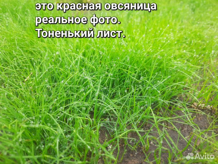 Семена газон