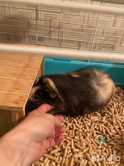 Морская свинка с клеткой