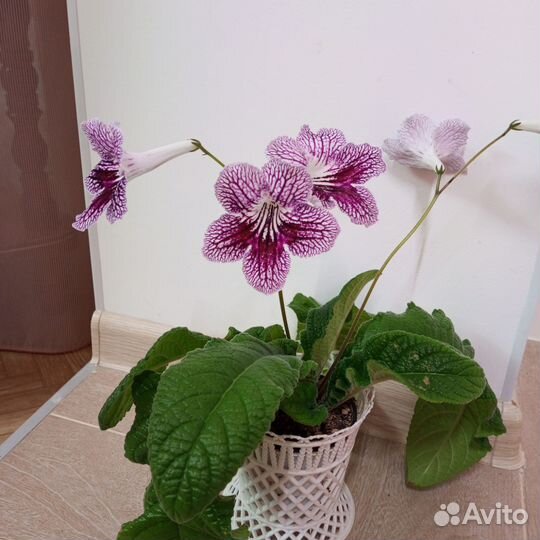 Стрептоксрпус