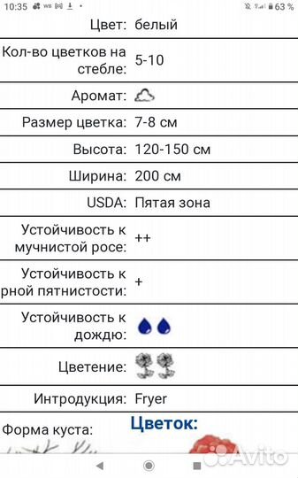 Роза мускусная Салли Холмс саженцы