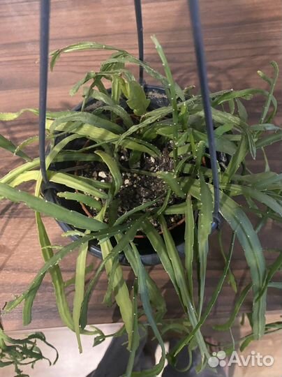 Рипсалис Боливийский