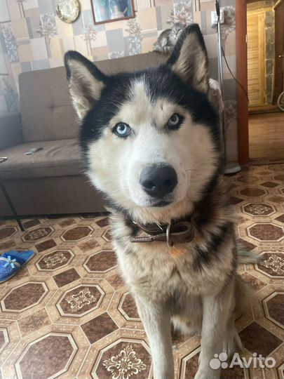 Сибирский хаски