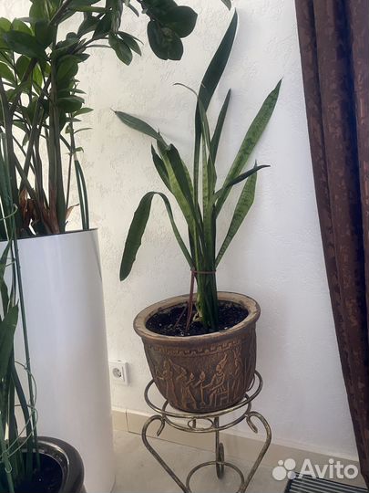 Сансевиерия или Щучий хвост, Тещин язык