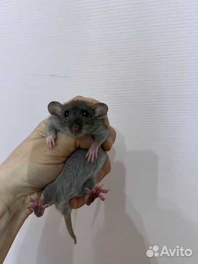 Крысята 1 мес дамбо ручные