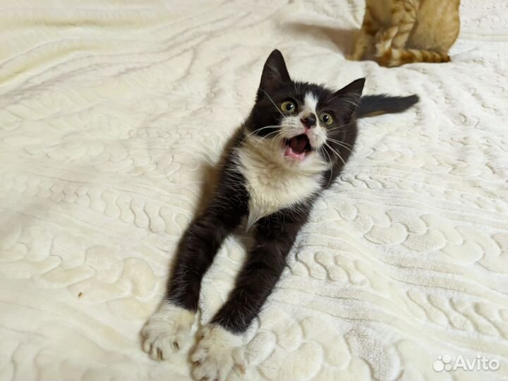 Котенок девочка