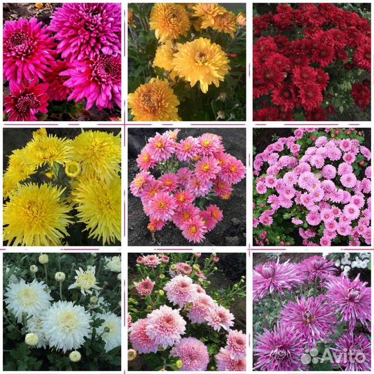 Хризантема