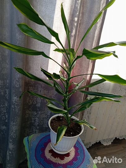 Комнатные цветы