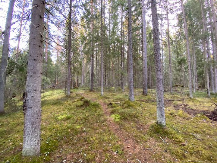 Участок 77,4 сот. (ИЖС)