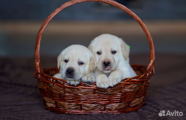 Лабрадор щенки