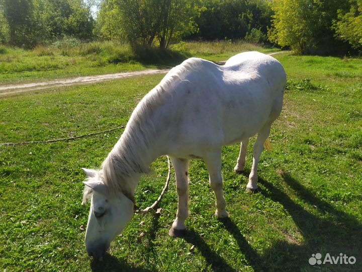 Рабочая лошадь