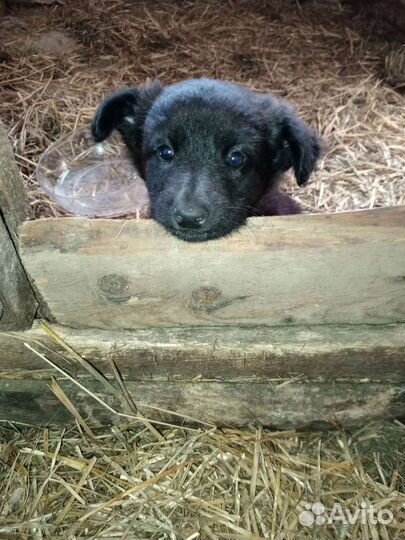 Щенята ищут добрые руки