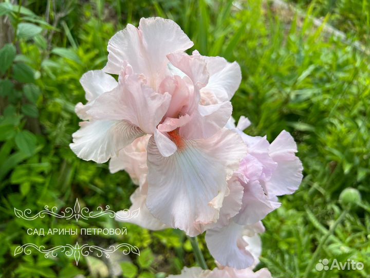 Ирис Элис Гудман